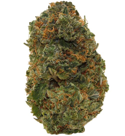 CINDY WHITE <br> (SMALL BUDS) <br> (AAAA Sativa)