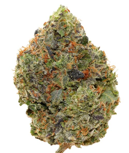 PLAT. ROCKSTAR <br> (MICRO BUDS) <br>(AAAA Indica)