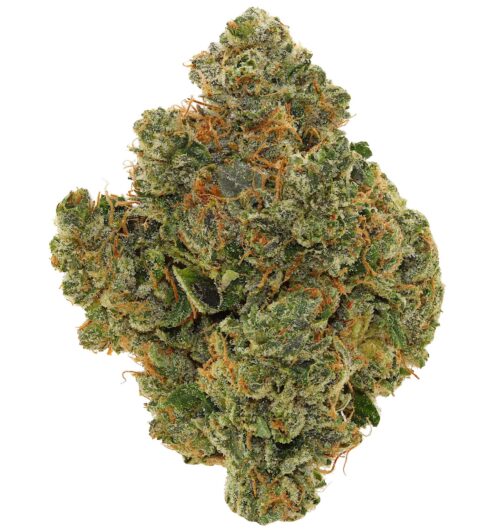 BLUE FIN TUNA <br> (MICRO BUDS) <br> (AAAA Indica)