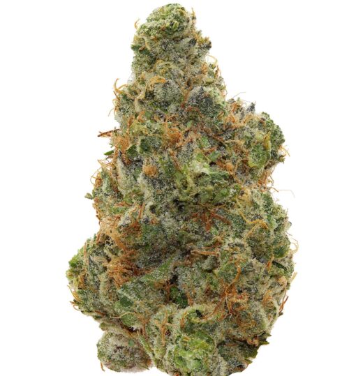WALT'S <br> DARK RAIN #8 <br> (AAAAA Hybrid)