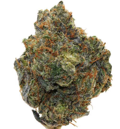 PASS OUT PINK <br> (MICRO BUDS) <br> (AAAA Indica)