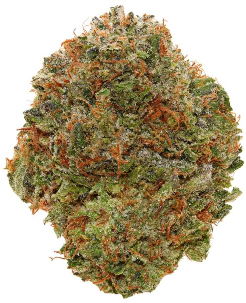 DEATH SHARK OG <br> (Small Buds) <br> (AAAA Indica)
