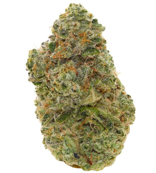 RUSSIAN CREAM <br> (AAAA- Sativa)