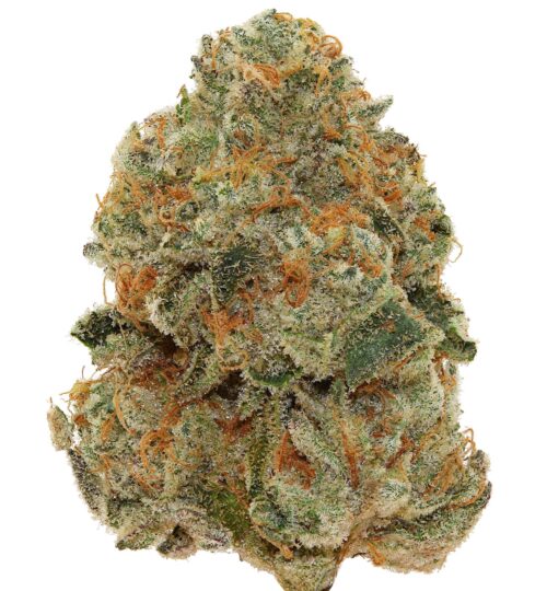 SUNSET GELATO <br> (SMALL BUDS) <br> (AAAA Hybrid)