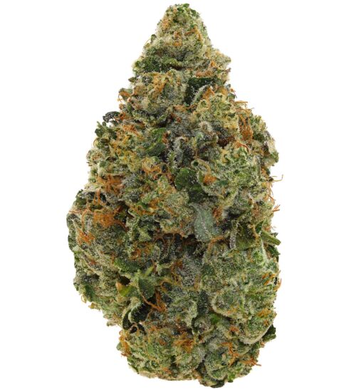 MASTER AFGHANI <br> (AAAAA Indica)