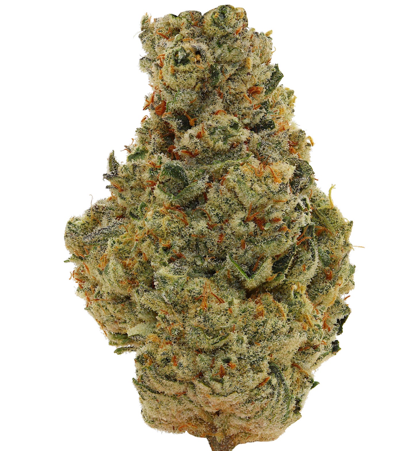 WALT'S <br> JUNGLE CAKE <br> (AAAAA Hybrid)