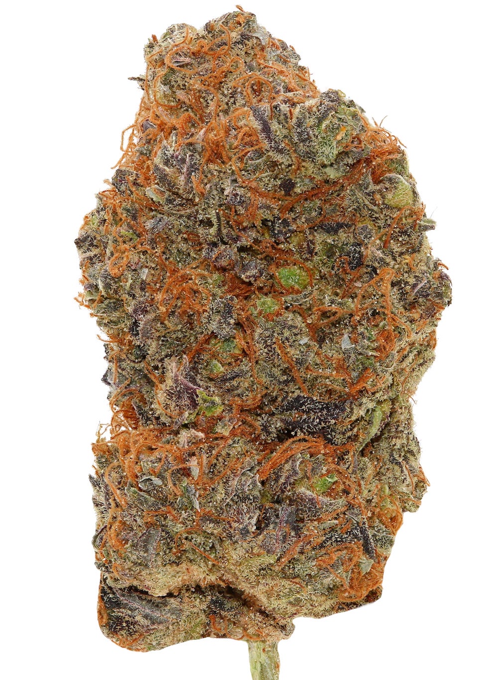 COFFIN CANDY <br> (AAAA Hybrid)